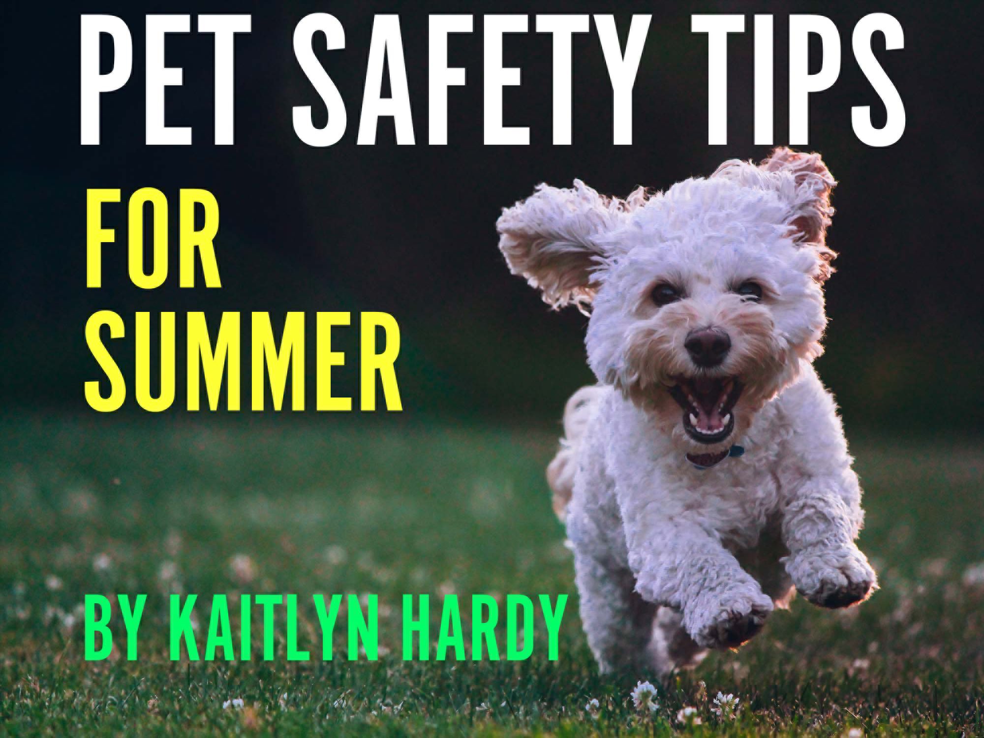 Summer Pet Safety Tips