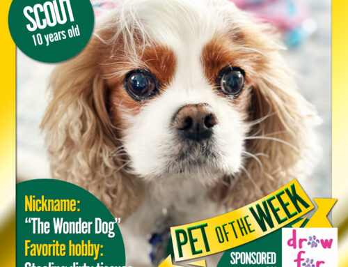 Pet of the Week: Scout