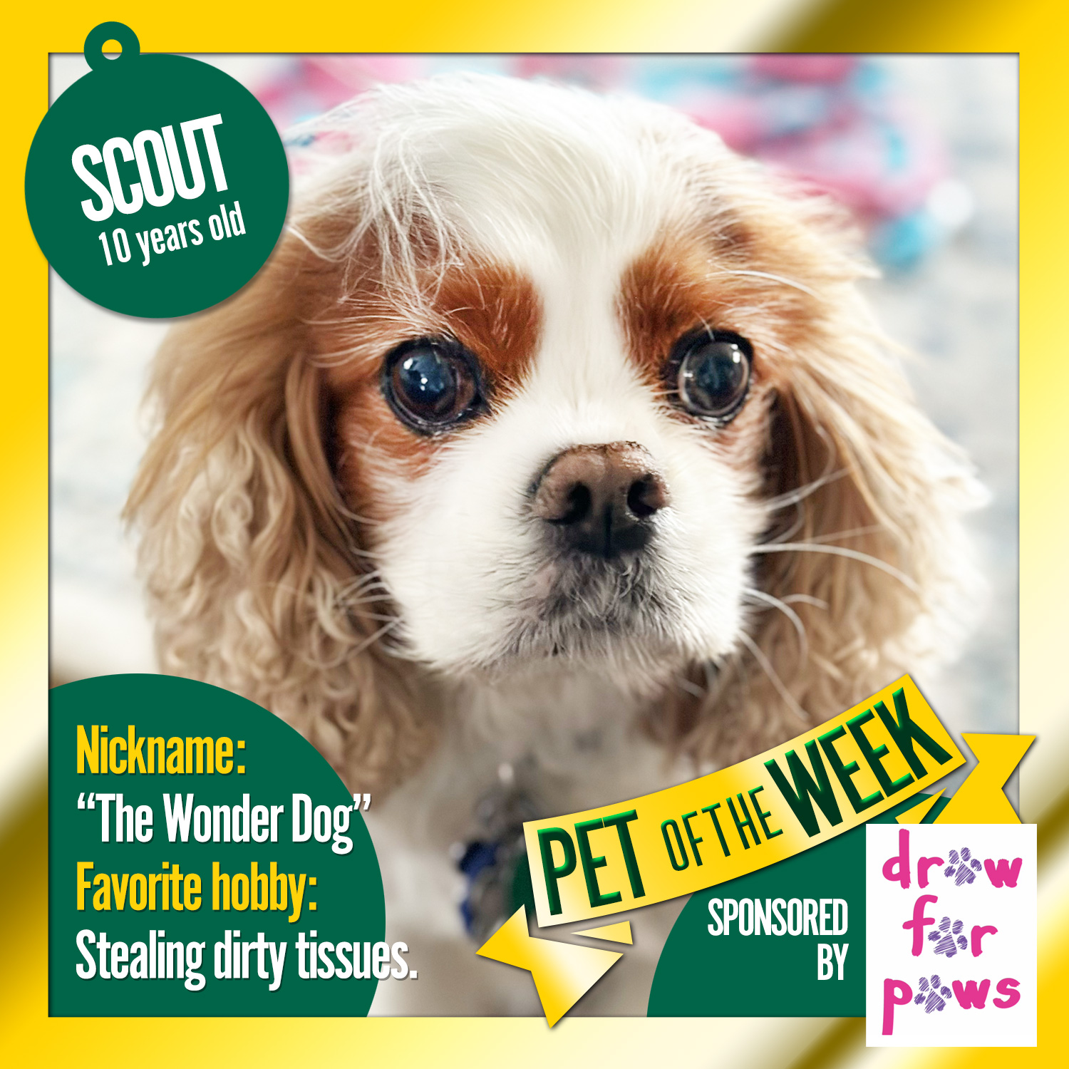 Pet of the Week: Scout