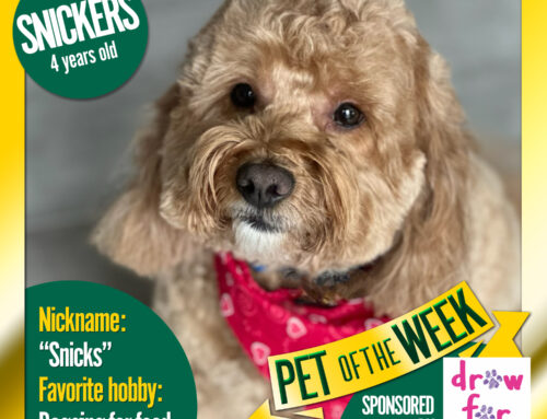 Pet of the Week: Snickers