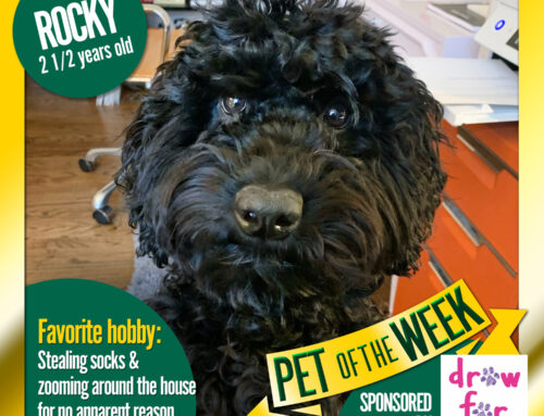 Pet of the Week: Rocky