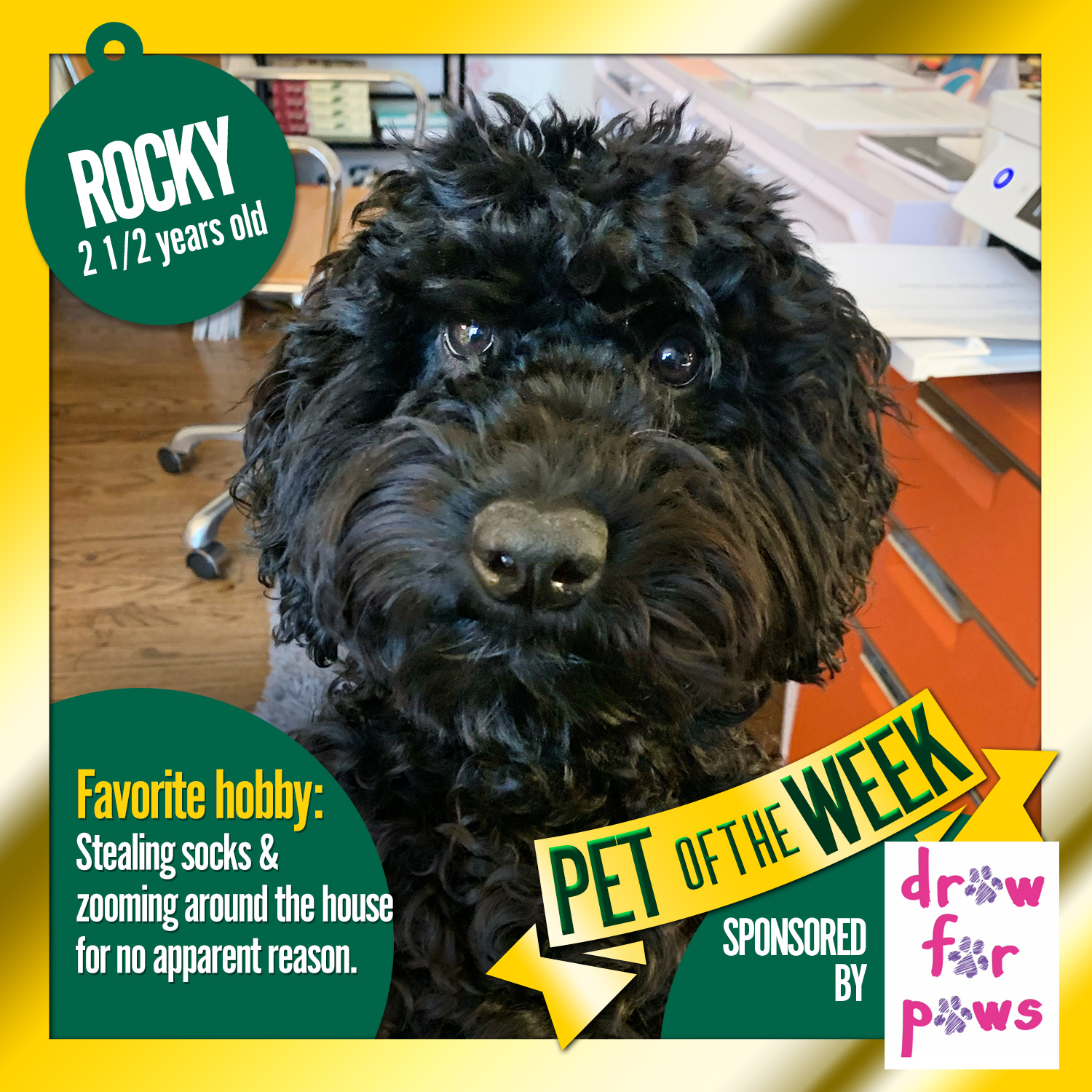 Pet of the Week: Rocky