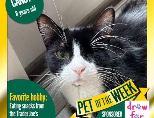 Pet of the Week: Candy