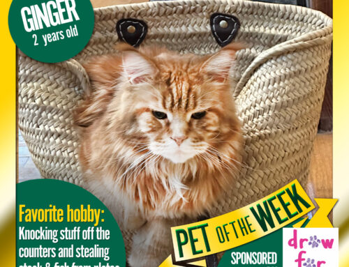 Pet of the Week: Ginger