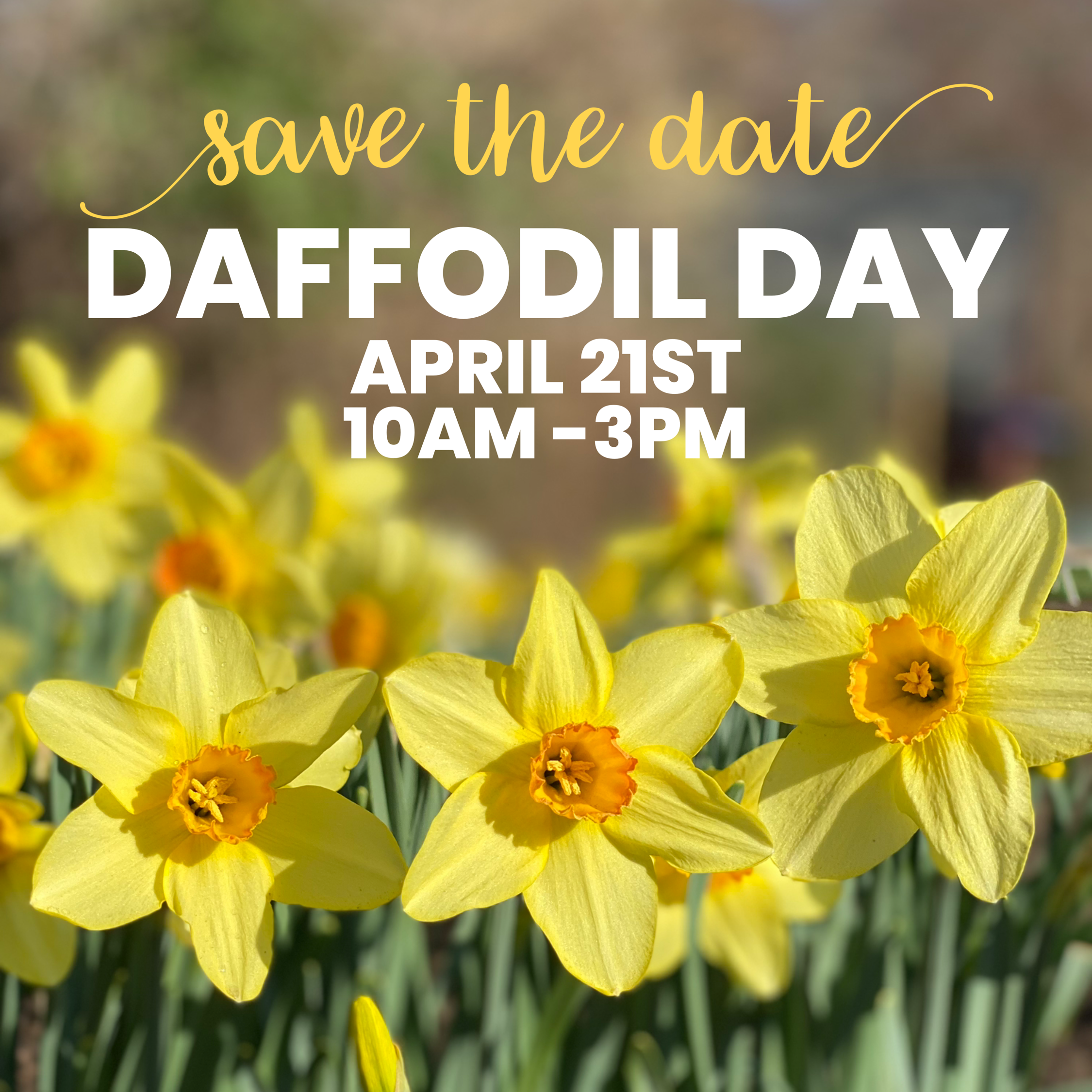 Daffodil Day Spring Market