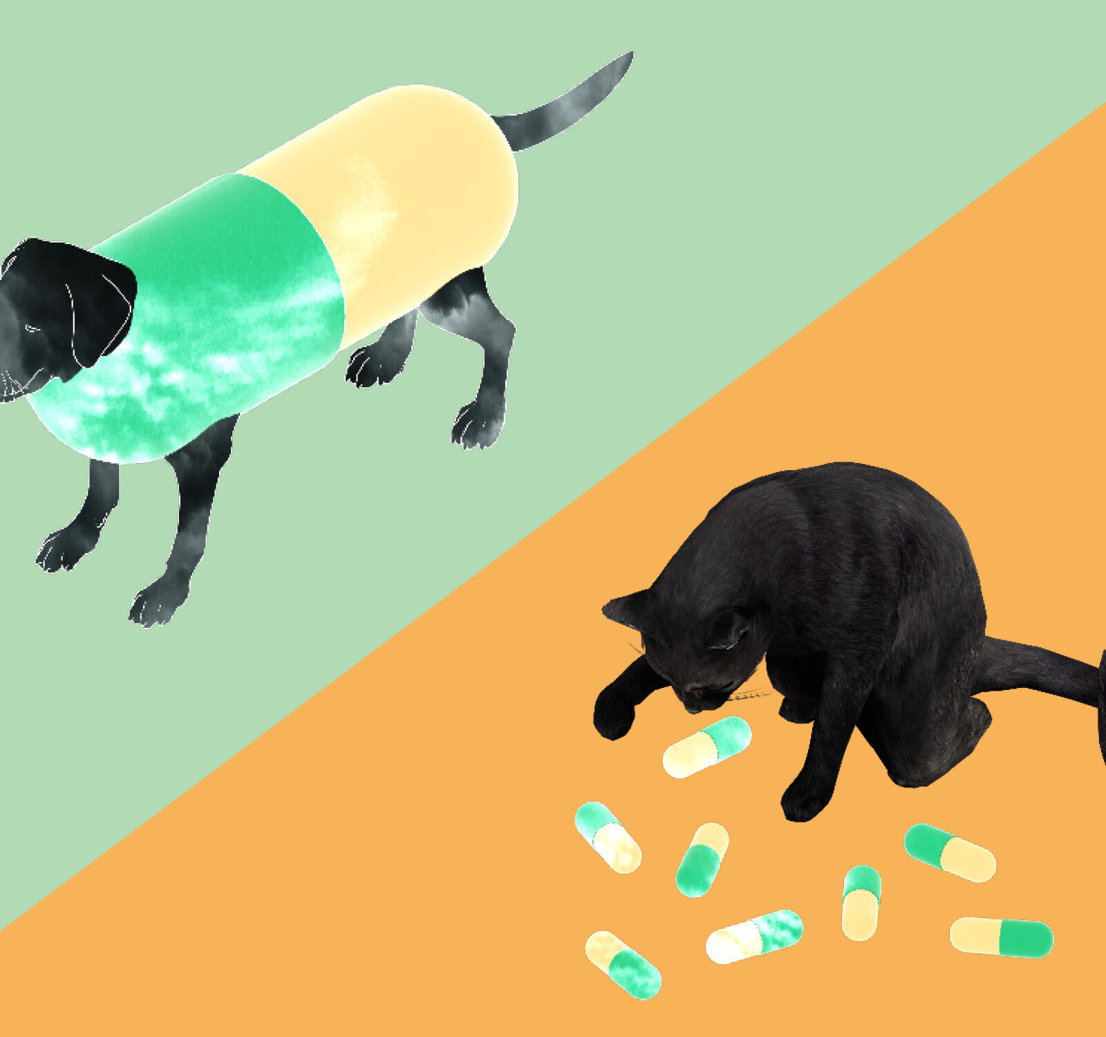 Sit, Stay...Medicate?