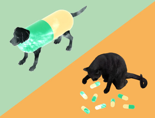 Sit, Stay…Medicate?