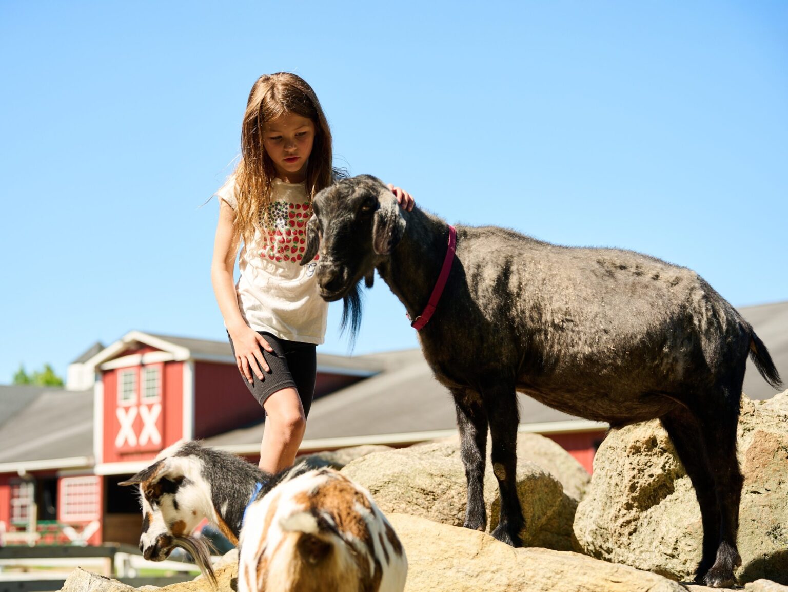 Lessons Learned from Hooves, Feathers and Fur