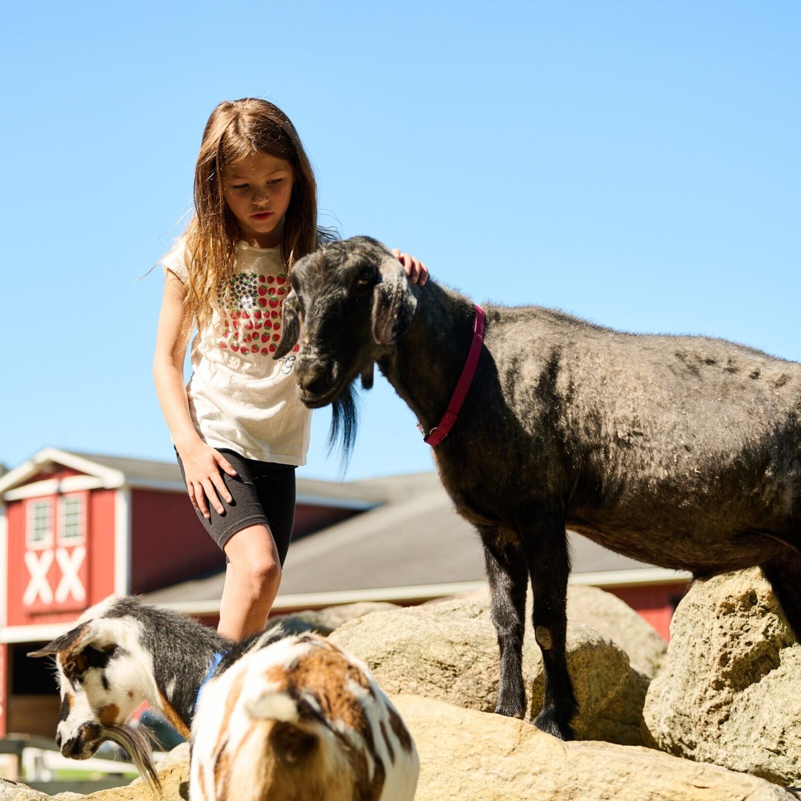 Lessons Learned from Hooves, Feathers and Fur