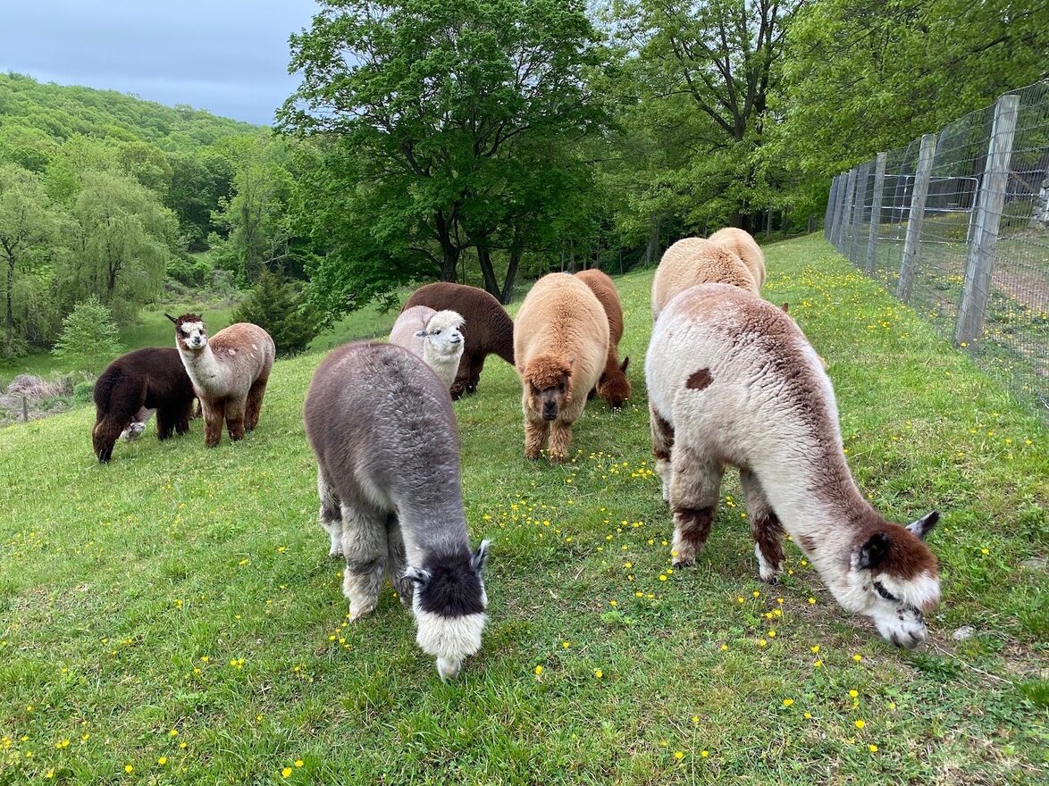 herd in spring